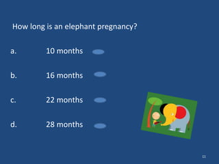 How long is an elephant pregnancy?
a.

10 months

b.

16 months

c.

22 months

d.

28 months

11

 