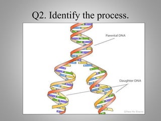 Q2. Identify the process.
 