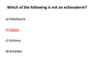 Which of the following is not an echinoderm?
a) Holothuria
b)Chiton
c) Echinus
d)Antedon
 