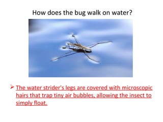 How does the bug walk on water?
 The water strider's legs are covered with microscopic
hairs that trap tiny air bubbles, allowing the insect to
simply float.
 