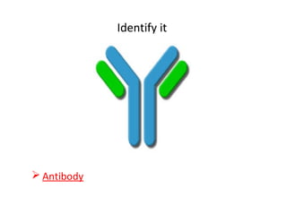 Identify it
 Antibody
 