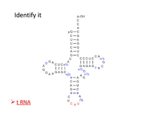 Identify it
 t RNA
 