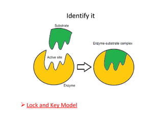 Identify it
 Lock and Key Model
 