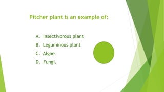Pitcher plant is an example of:
A. Insectivorous plant
B. Leguminous plant
C. Algae
D. Fungi.
 