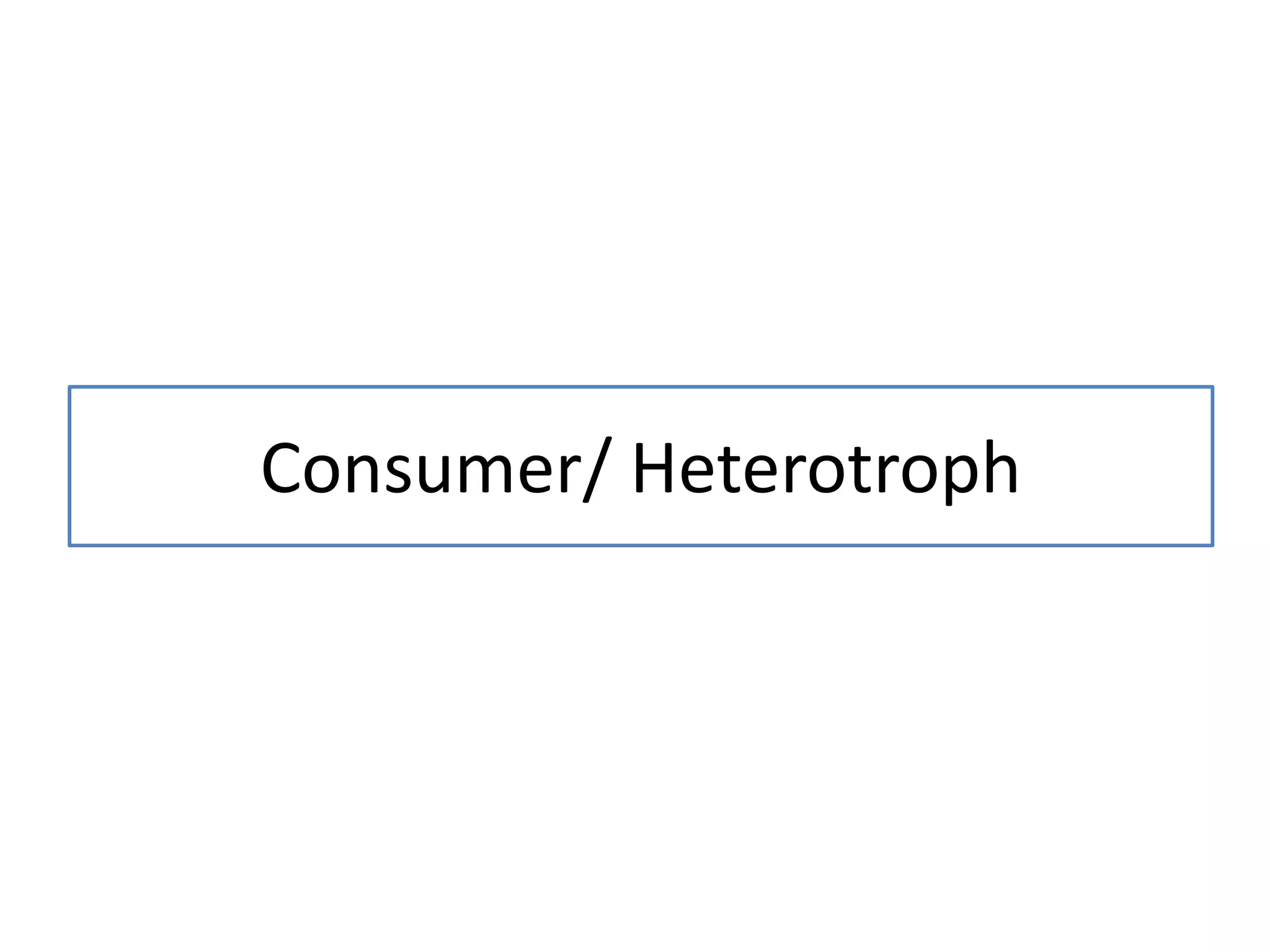 Consumer/ Heterotroph
 