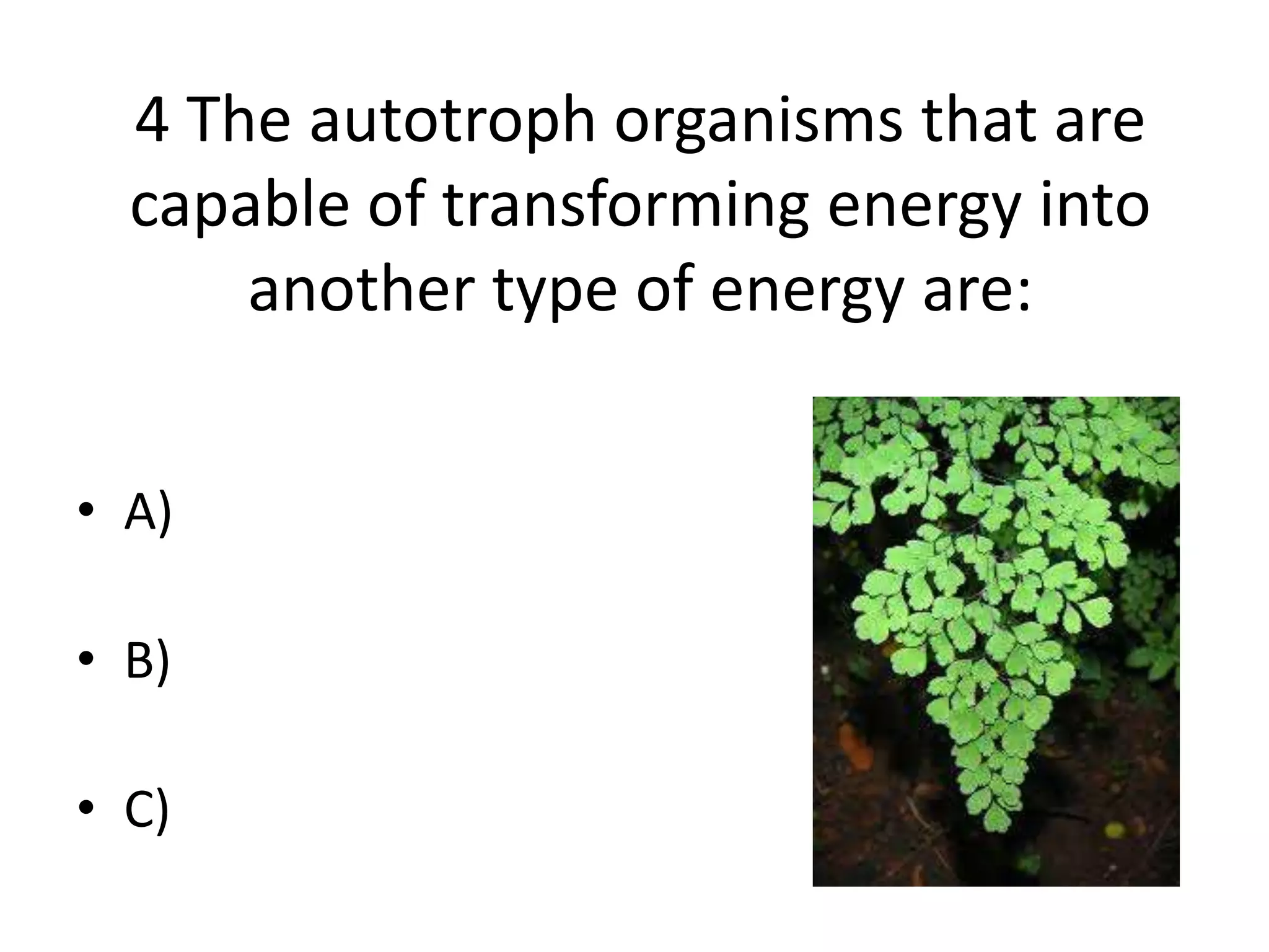 4 The autotroph organisms that are
capable of transforming energy into
another type of energy are:
• A)
• B)
• C)
 