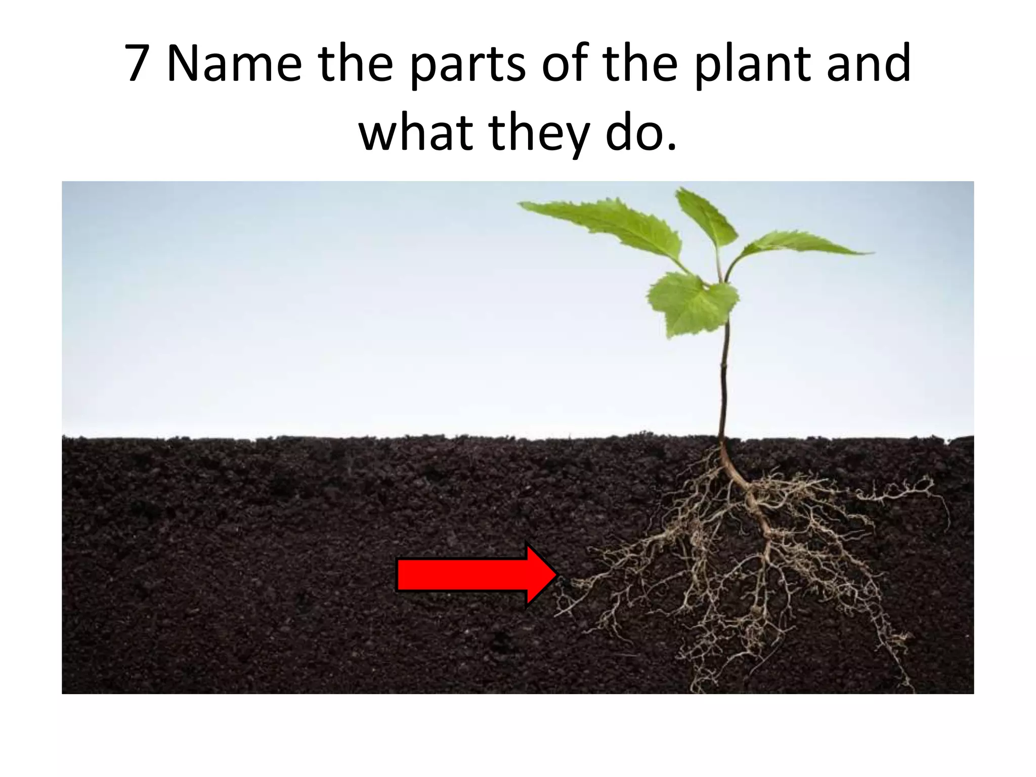 7 Name the parts of the plant and
what they do.
 