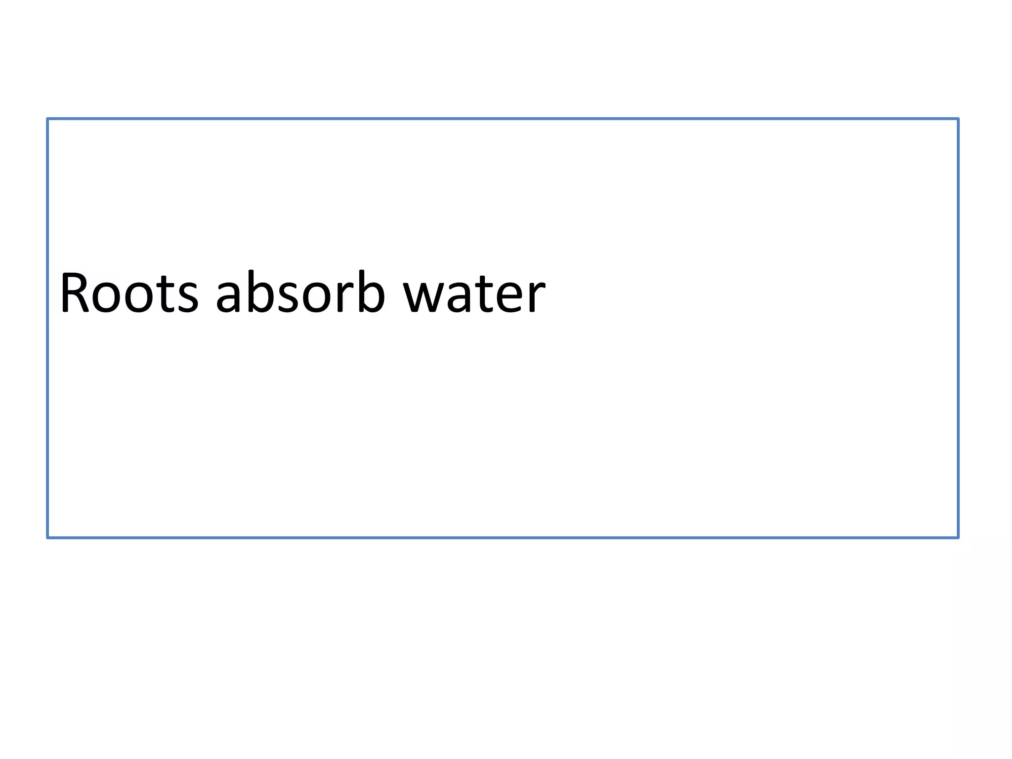 Roots absorb water
 
