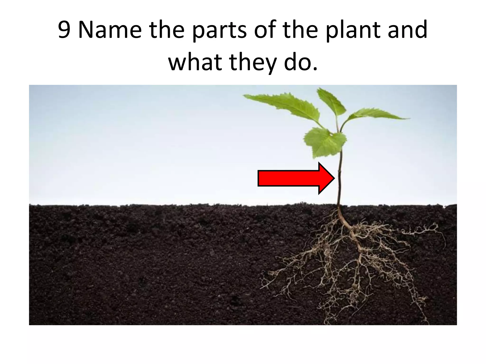 9 Name the parts of the plant and
what they do.
 