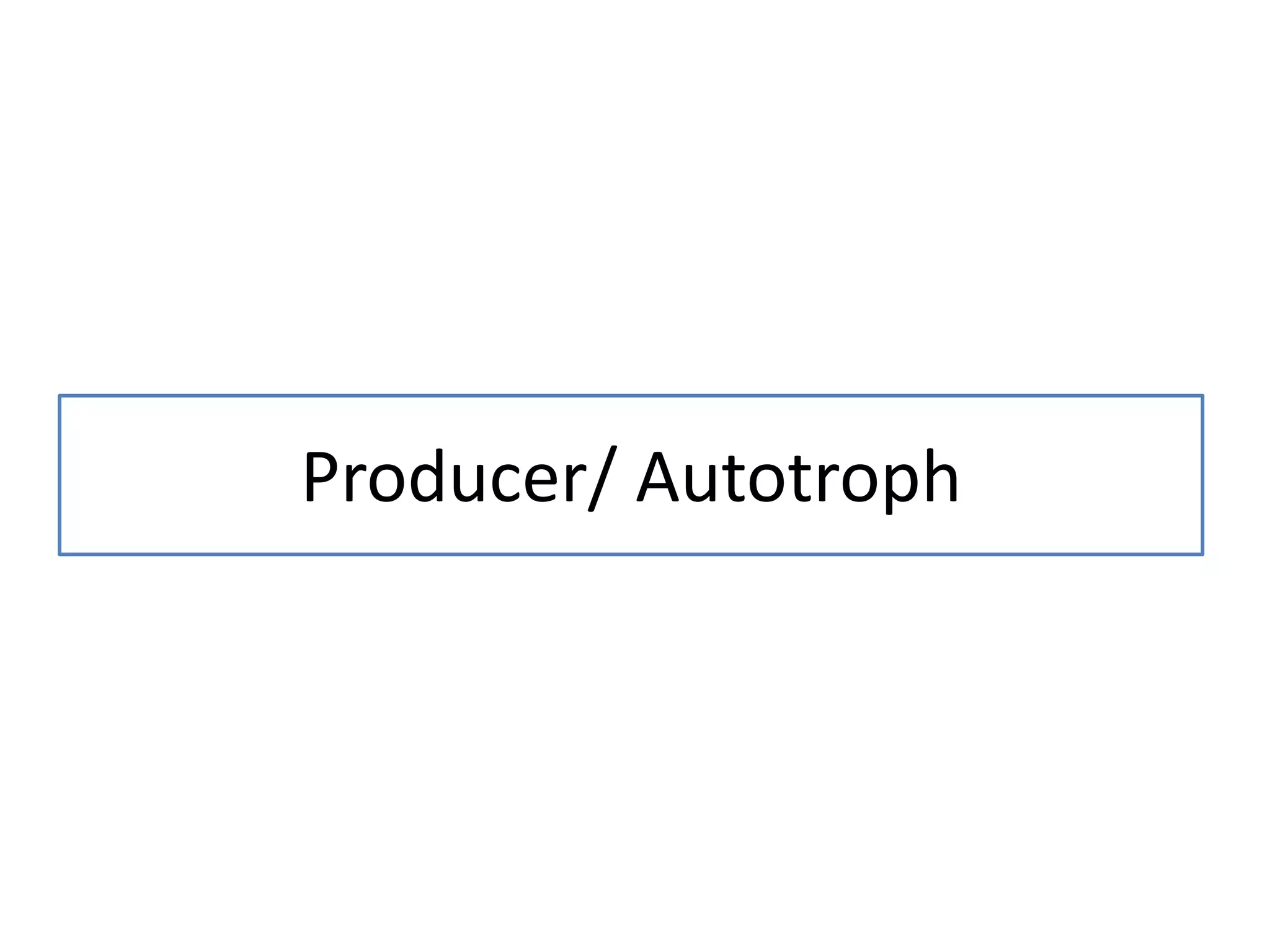Producer/ Autotroph
 
