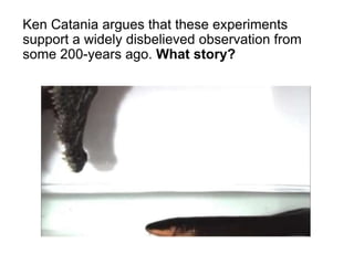 Ken Catania argues that these experiments
support a widely disbelieved observation from
some 200-years ago. What story?
 