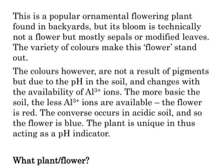 This is a popular ornamental flowering plant
found in backyards, but its bloom is technically
not a flower but mostly sepals or modified leaves.
The variety of colours make this ‘flower’ stand
out.
The colours however, are not a result of pigments
but due to the pH in the soil, and changes with
the availability of Al3+ ions. The more basic the
soil, the less Al3+ ions are available – the flower
is red. The converse occurs in acidic soil, and so
the flower is blue. The plant is unique in thus
acting as a pH indicator.
What plant/flower?
 