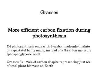 Grasses
More efficient carbon fixation during
photosynthesis
C4 photosynthesis ends with 4-carbon molecule (malate
or aspartate) being made, instead of a 3-carbon molecule
(phosphoglyceric acid).
Grasses fix ~23% of carbon despite representing just 5%
of total plant biomass on Earth
 