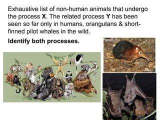 Exhaustive list of non-human animals that undergo
the process X. The related process Y has been
seen so far only in humans, orangutans & short-
finned pilot whales in the wild.
Identify both processes.
 