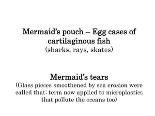 Mermaid’s pouch – Egg cases of
cartilaginous fish
(sharks, rays, skates)
Mermaid’s tears
(Glass pieces smoothened by sea erosion were
called that; term now applied to microplastics
that pollute the oceans too)
 