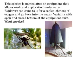 This species is named after an equipment that
allows work and exploration underwater.
Explorers can come to it for a replenishment of
oxygen and go back into the water. Variants with
open and closed bottom of the equipment exist.
What species?
 
