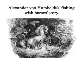 Alexander von Humboldt’s ‘fishing
with horses’ story
 