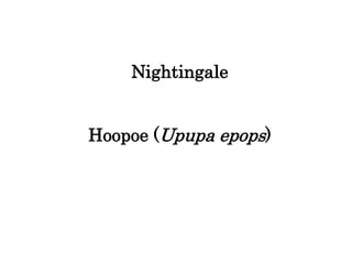 Nightingale
Hoopoe (Upupa epops)
 