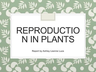 REPRODUCTIO
N IN PLANTS
Report by Ashley Leanne Luza
 
