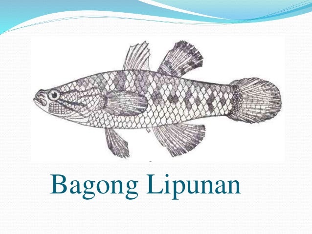 Endemic Freshwater Fishes In The Philippines
