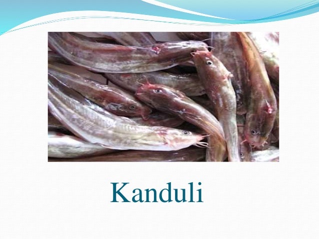 Endemic Freshwater Fishes In The Philippines