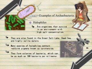 Examples of Archaebacteria:
Halophiles
Are organisms that survive
in an environment with
high salt concentration.
They are also found in the Great Salt Lake, Dead Sea,
and highly saline waters.
Many species of halophiles contain
red/pink pigmens known as carotenoids.
They form colonies of bacteria, which can
be as mush as 100 bacteria per milimeter.
 