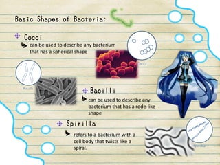 Basic Shapes of Bacteria:
Cocci
can be used to describe any bacterium
that has a spherical shape
Bacilli
can be used to describe any
bacterium that has a rode-like
shape
Spirilla
refers to a bacterium with a
cell body that twists like a
spiral.
 