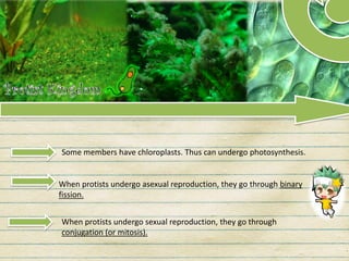 When protists undergo asexual reproduction, they go through binary
fission.
When protists undergo sexual reproduction, they go through
conjugation (or mitosis).
Some members have chloroplasts. Thus can undergo photosynthesis.
 