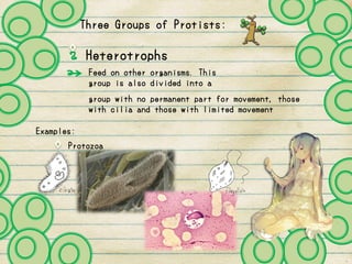 Three Groups of Protists:
Heterotrophs
Feed on other organisms. This
group is also divided into a
Examples:
Protozoa
group with no permanent part for movement, those
with cilia and those with limited movement
 