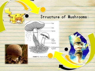 Structure of Mushrooms:
 
