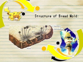 Structure of Bread Mold:
 