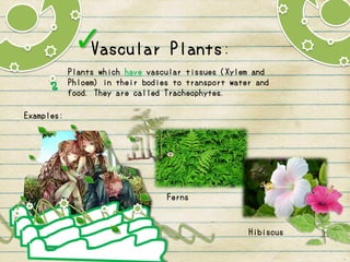 Vascular Plants
Plants which have vascular tissues (Xylem and
Phloem) in their bodies to transport water and
food. They are called Tracheophytes.
Examples:
Ferns
Hibiscus
 