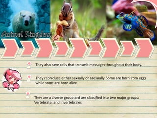 They also have cells that transmit messages throughout their body.
They reproduce either sexually or asexually. Some are born from eggs
while some are born alive
They are a diverse group and are classified into two major groups:
Vertebrates and Invertebrates
 