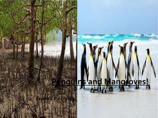 Penguins and Mangroves! 
Science By Elyssa 
 