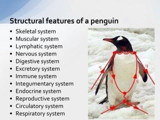 Structural features of a penguin 
• Skeletal system 
• Muscular system 
• Lymphatic system 
• Nervous system 
• Digestive system 
• Excretory system 
• Immune system 
• Integumentary system 
• Endocrine system 
• Reproductive system 
• Circulatory system 
• Respiratory system 
 