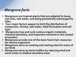 Mangrove facts 
• Mangroves are tropical plants that are adapted to loose, 
wet soils, salt water, and being periodically submerged by 
tides 
• Four major factors appear to limit the distribution of 
mangroves: climate, salt water, tidal fluctuation and soil 
type 
• Mangroves trap and cycle various organic materials, 
chemical elements, and important nutrients in the coastal 
ecosystem 
• Mangroves provide one of the basic food chain resources 
for marine organisms 
• Mangroves serve as roosting and nesting sites for many of 
our birds 
• Mangroves serve as storm buffers by reducing wind and 
wave action in shallow shoreline areas 
 
