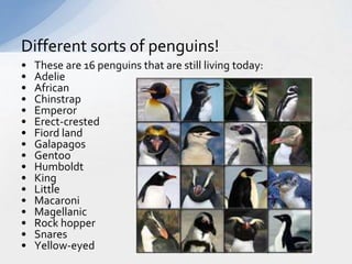 Different sorts of penguins! 
• These are 16 penguins that are still living today: 
• Adelie 
• African 
• Chinstrap 
• Emperor 
• Erect-crested 
• Fiord land 
• Galapagos 
• Gentoo 
• Humboldt 
• King 
• Little 
• Macaroni 
• Magellanic 
• Rock hopper 
• Snares 
• Yellow-eyed 
 