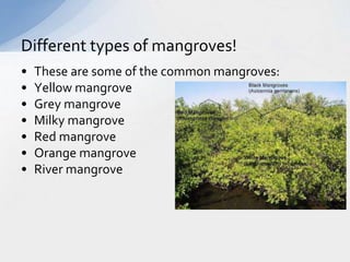 Different types of mangroves! 
• These are some of the common mangroves: 
• Yellow mangrove 
• Grey mangrove 
• Milky mangrove 
• Red mangrove 
• Orange mangrove 
• River mangrove 
 