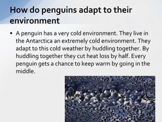 How do penguins adapt to their 
environment 
• A penguin has a very cold environment. They live in 
the Antarctica an extremely cold environment. They 
adapt to this cold weather by huddling together. By 
huddling together they cut heat loss by half. Every 
penguin gets a chance to keep warm by going in the 
middle. 
 