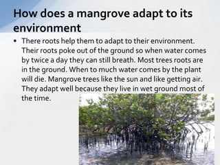 How does a mangrove adapt to its 
environment 
• There roots help them to adapt to their environment. 
Their roots poke out of the ground so when water comes 
by twice a day they can still breath. Most trees roots are 
in the ground. When to much water comes by the plant 
will die. Mangrove trees like the sun and like getting air. 
They adapt well because they live in wet ground most of 
the time. 
 