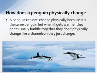 How does a penguin physically change 
• A penguin can not change physically because it is 
the same penguin but when it gets warmer they 
don’t usually huddle together they don't physically 
change like a chameleon they just change. 
 