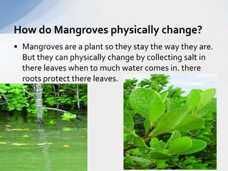 How do Mangroves physically change? 
• Mangroves are a plant so they stay the way they are. 
But they can physically change by collecting salt in 
there leaves when to much water comes in. there 
roots protect there leaves. 
 
