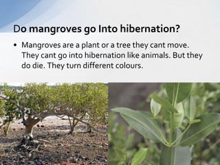 Do mangroves go Into hibernation? 
• Mangroves are a plant or a tree they cant move. 
They cant go into hibernation like animals. But they 
do die. They turn different colours. 
 