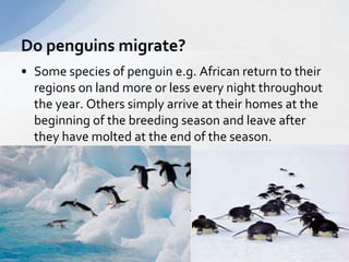 Do penguins migrate? 
• Some species of penguin e.g. African return to their 
regions on land more or less every night throughout 
the year. Others simply arrive at their homes at the 
beginning of the breeding season and leave after 
they have molted at the end of the season. 
 
