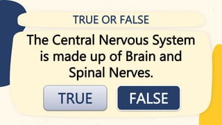 TRUE OR FALSE
The Central Nervous System
is made up of Brain and
Spinal Nerves.
FALSE
TRUE
 