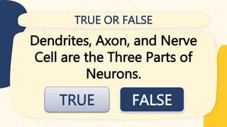 TRUE OR FALSE
Dendrites, Axon, and Nerve
Cell are the Three Parts of
Neurons.
FALSE
TRUE
 