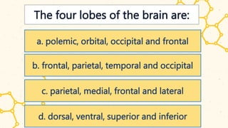 The four lobes of the brain are:
a. polemic, orbital, occipital and frontal
b. frontal, parietal, temporal and occipital
c. parietal, medial, frontal and lateral
d. dorsal, ventral, superior and inferior
 
