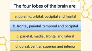 The four lobes of the brain are:
a. polemic, orbital, occipital and frontal
b. frontal, parietal, temporal and occipital
c. parietal, medial, frontal and lateral
d. dorsal, ventral, superior and inferior
 