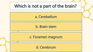 Which is not a part of the brain?
a. Cerebellum
b. Brain stem
c. Foramen magnum
d. Cerebrum
 