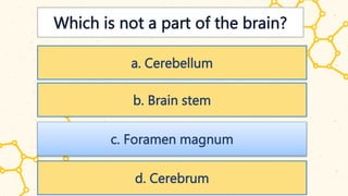 Which is not a part of the brain?
a. Cerebellum
b. Brain stem
c. Foramen magnum
d. Cerebrum
 